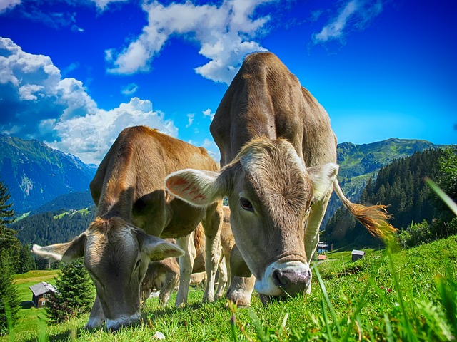 krávy na pastvě
